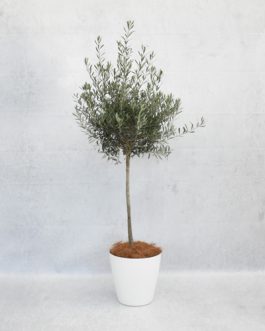 Olive tree in white pot