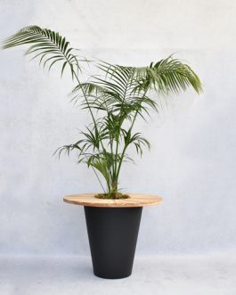 Kentia Palm in an “Olla black” pot with a wooden leaf finished with moss